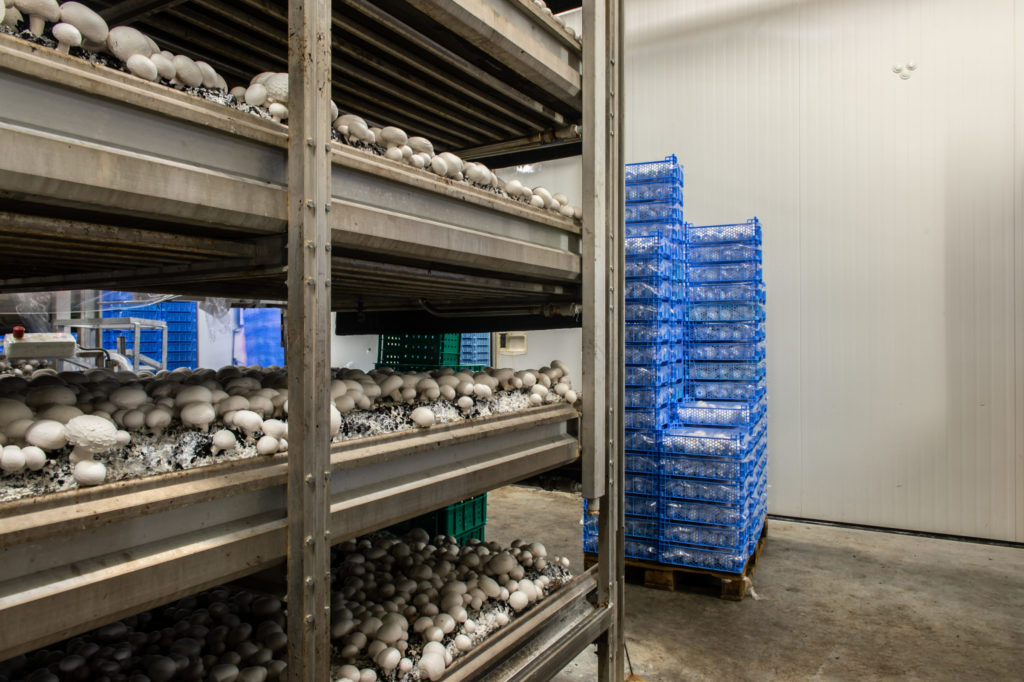 RIBBSTYLE_BRAAM_MUSHROOMS-SF-12-1024x682
