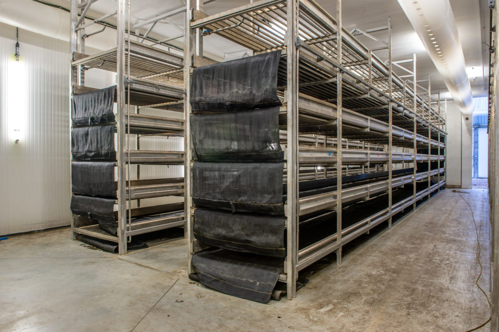 RIBBSTYLE_BRAAM_MUSHROOMS-SF-17-1024x682