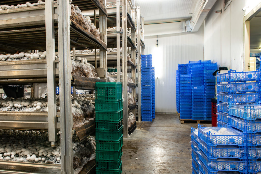 RIBBSTYLE_BRAAM_MUSHROOMS-SF-4-1024x682